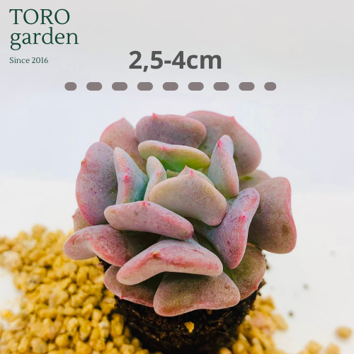 SEN ĐÁ CÚC TÍM SIZE MINI LỖI 1 ĐỔI 1
