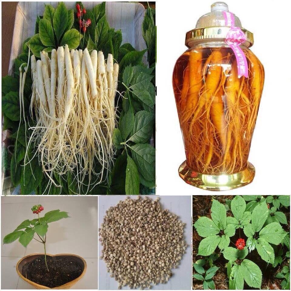 [HCM]hạt giống cây nhân sâm