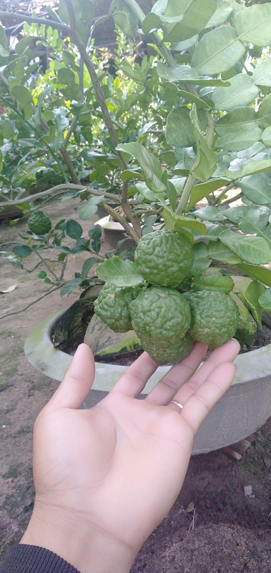cây chúc lỡ combo 5 cây tặng 1