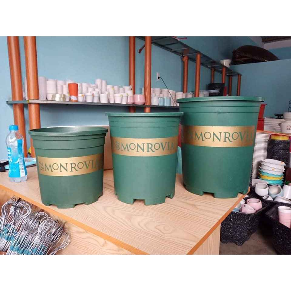 {VIP}Combo 5 chậu 5gallon MONROVIA siêu đẹp