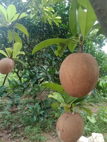 Cây giống hồng xiêm lùn quả lớn