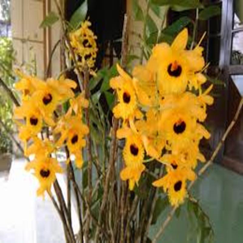 1 BÓ HOA PHONG LAN HOÀNG THẢO LONG NHÃN. HÀNG RỪNG TÂY BẮC