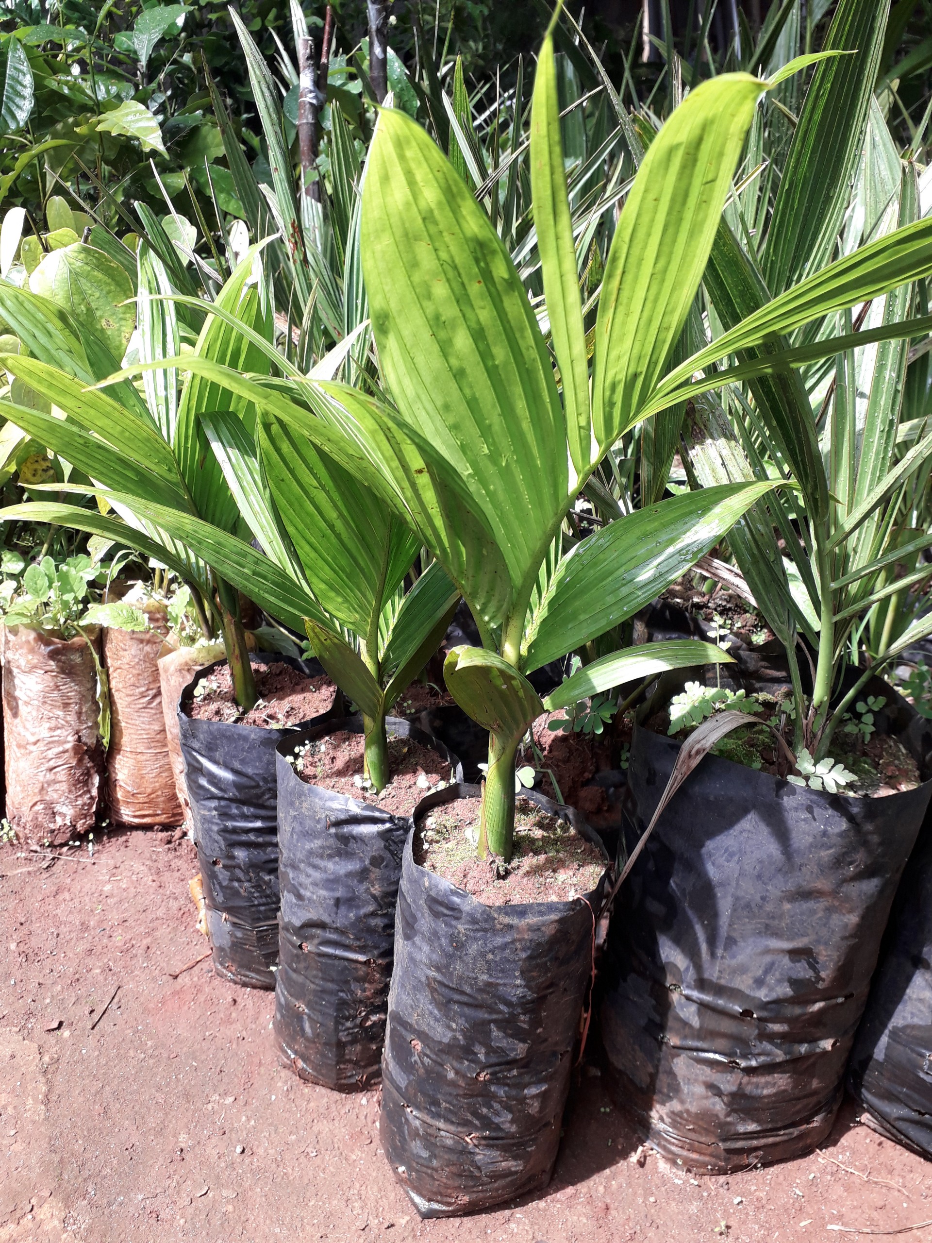 CÂY GIỐNG CAU LÙN TỨ QUÝ [cam kết 100% GIỐNG CHUẨN NHƯ HÌNH ] [ GHN Express ]