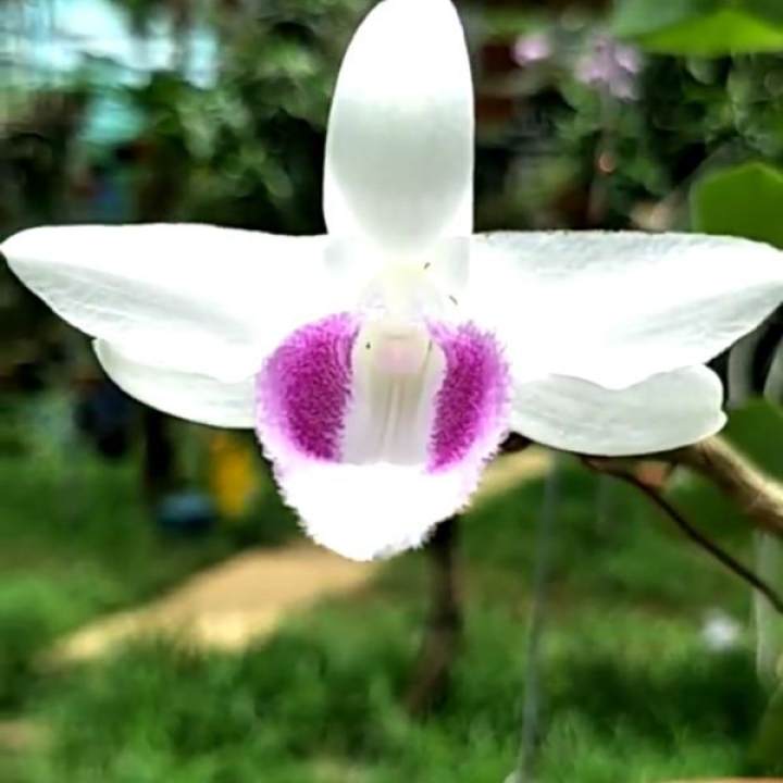Farm Zone 315 Lan phi điệp, lan ĐỘT BIẾN 5 cánh trắng HIỂN OANH (HO)
