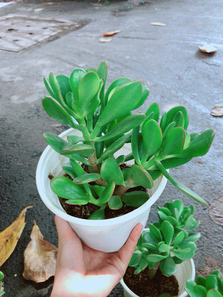 [HCM]Cây Ngọc Bích