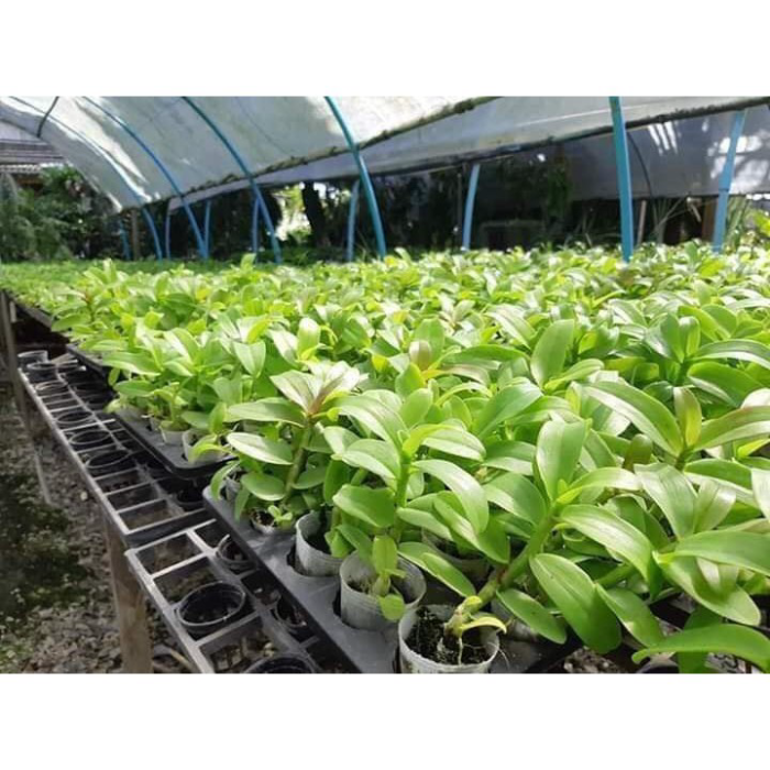 lan phi điệp 5Ct Cây Giống Năm 2