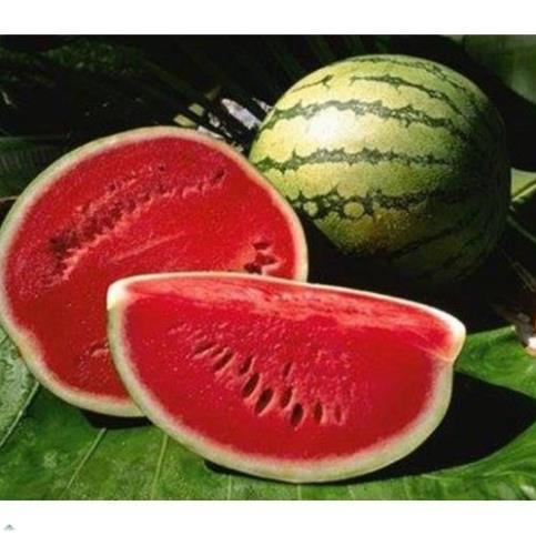 Keo Liền Sẹo cây Mỹ Morrison 100gram