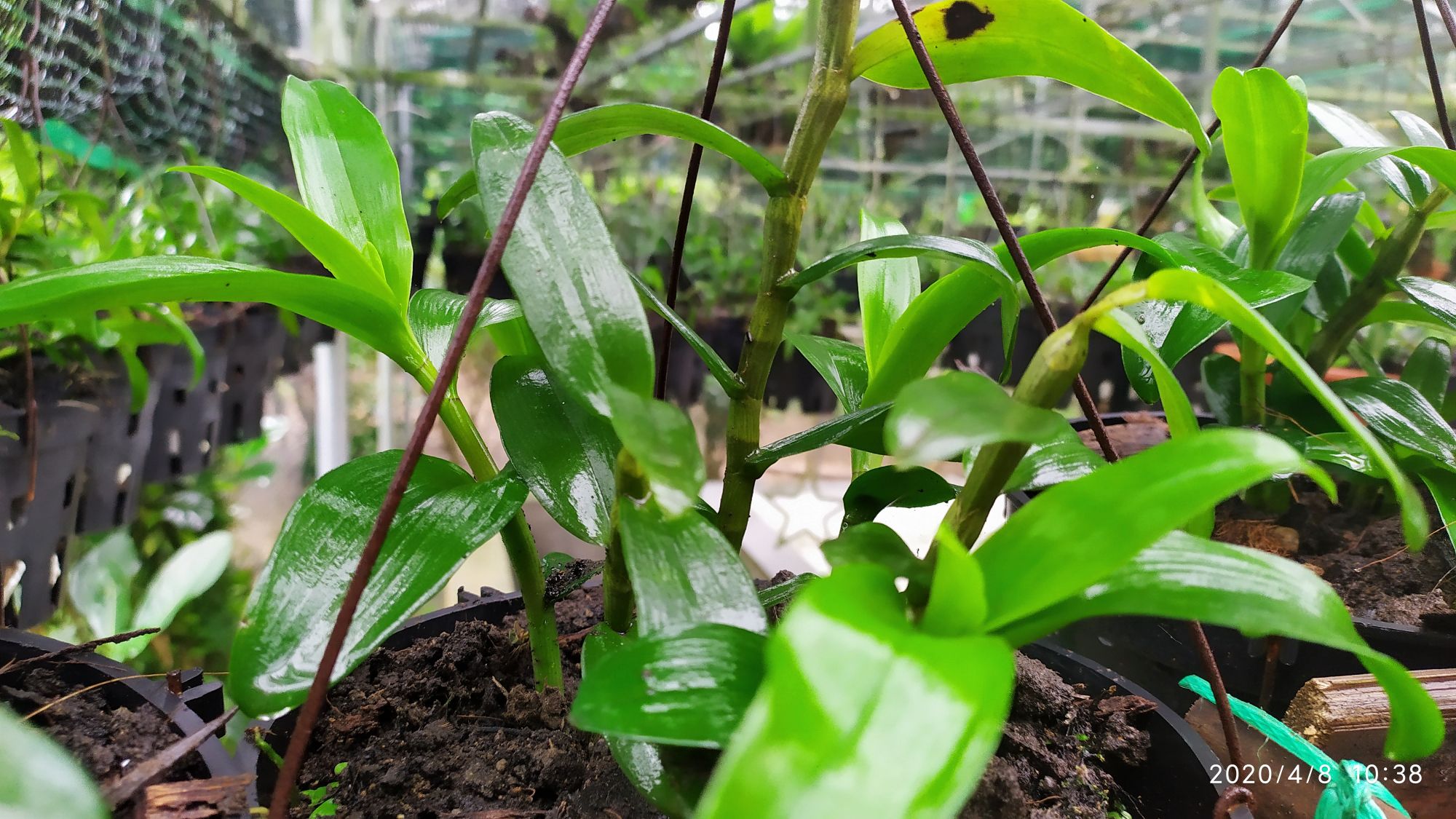 Chậu hoa lan Phi Điệp tím Hòa Bình, 2 năm tuổi