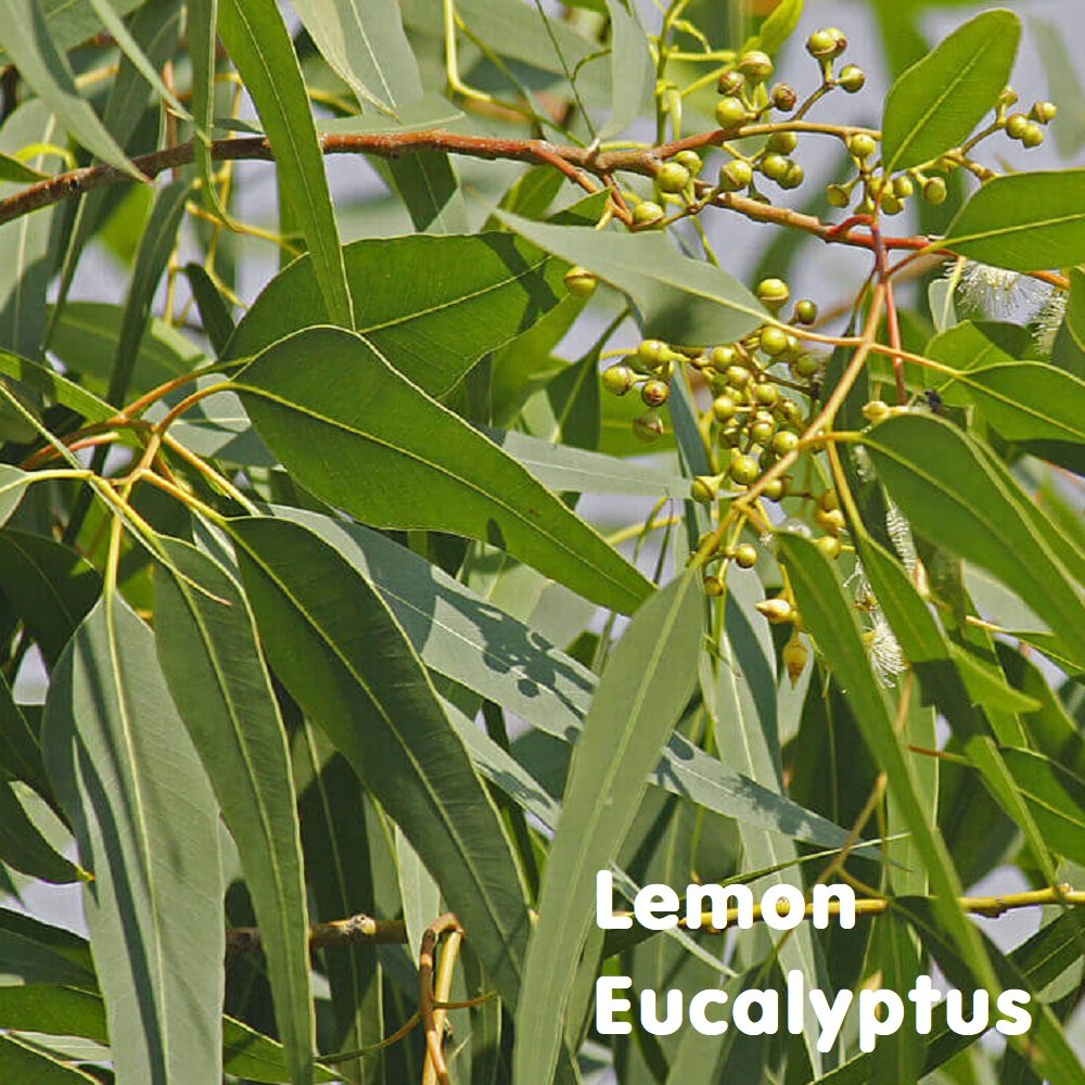 Tinh dầu Bạch đàn chanh Lemon Eucalyptus Essential Oil (Eucalyptus Citriodora)