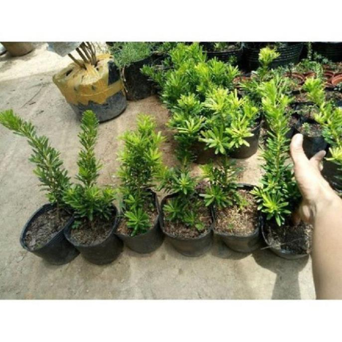 Cây giống cây vạn niên tùng kim cương bonsai trường thọ