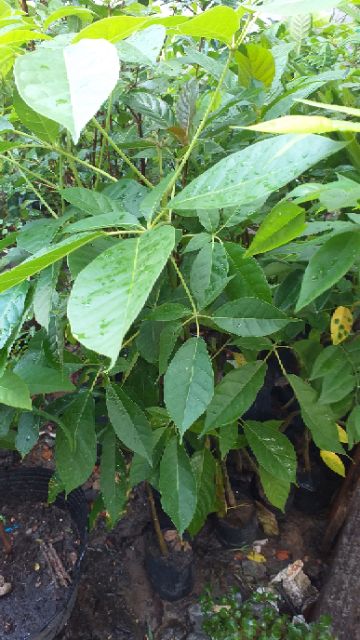 Cây kèn hồng cao 60-120cm.