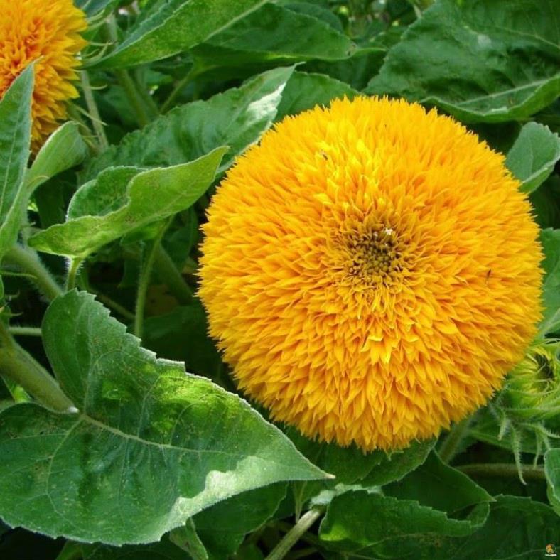 Nấm đối kháng Tricho phân vi sinh vật TRICHODERMA 1kg