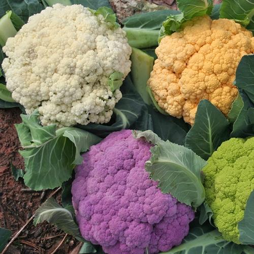 Set 2 Túi Hạt Giống Súp Lơ Nhiều Màu F1. Mỗi Túi 10 Hạt