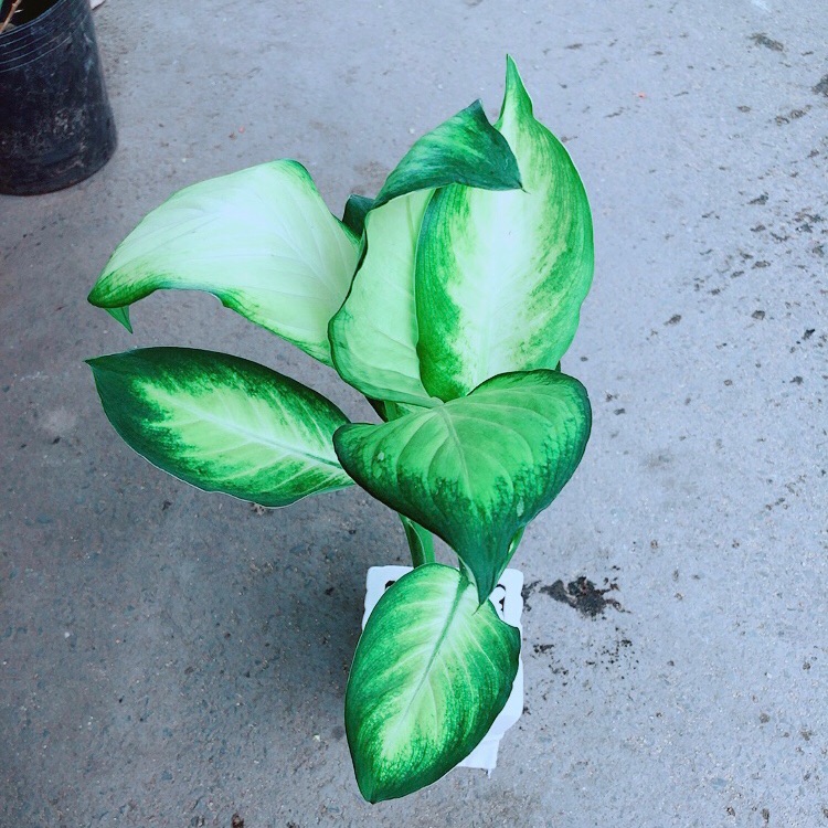 Chậu Vạn Niên Thanh