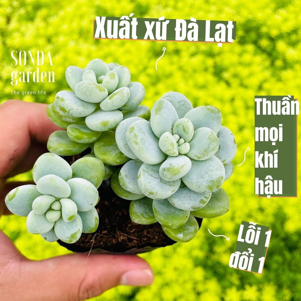 Sen đá sỏi thiên thanh size bé siêu xinh lỗi 1 đổi 1