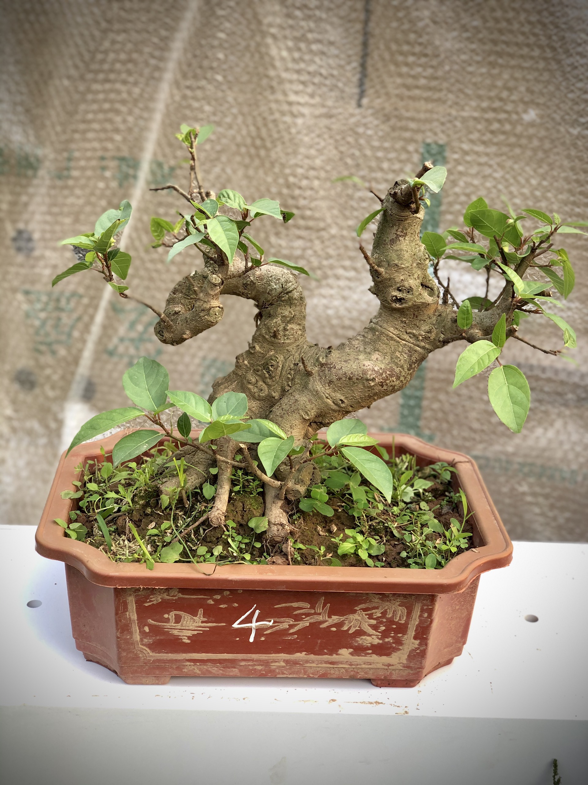 Cây sung bonsai (1-8) ảnh thật đã đánh số tùy chọn