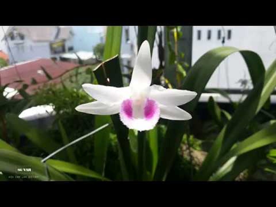 Bảng chậu lan phi điệp HO , chậu lớn to khỏe hoa cực đẹp hiếm
