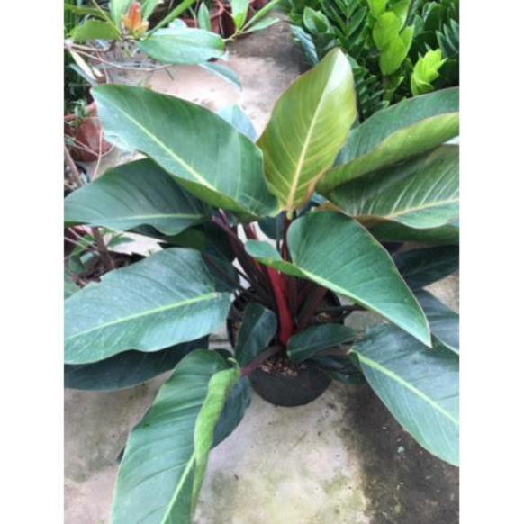 Cây trầu bà đế vương