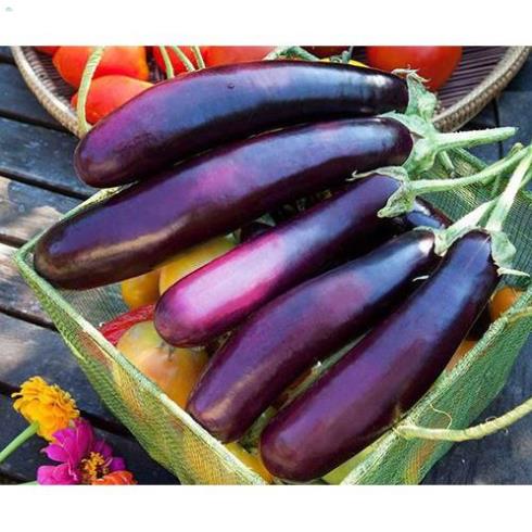 Hạt Cà Tím Dài F1 Thái Lan - Gói 1 gram