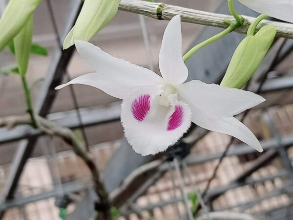 Phi Điệp Đột Biến 5 Cánh Trắng Phú Quý hàng giống