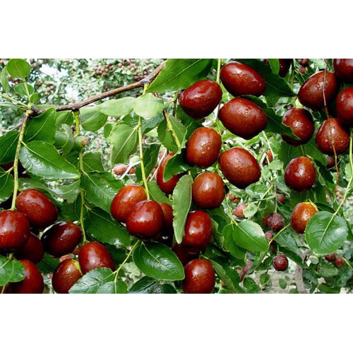 400g Táo đỏ không hột date 2023