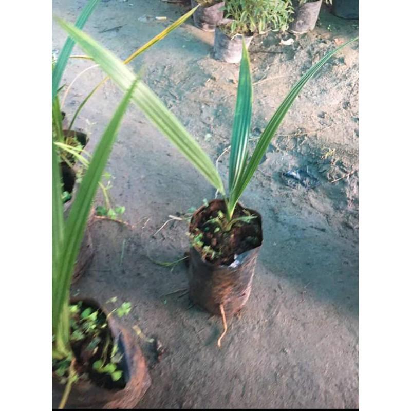 Cây Giống Chà Là Thái Siêu Quả (trồng 3 năm có quả)