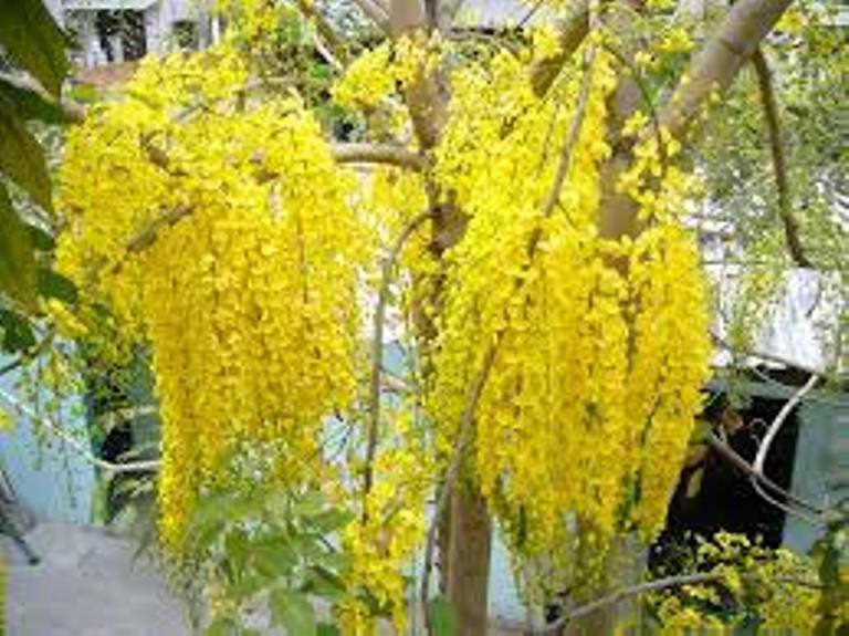 1 Cây osaka (muồng hoàng yến)