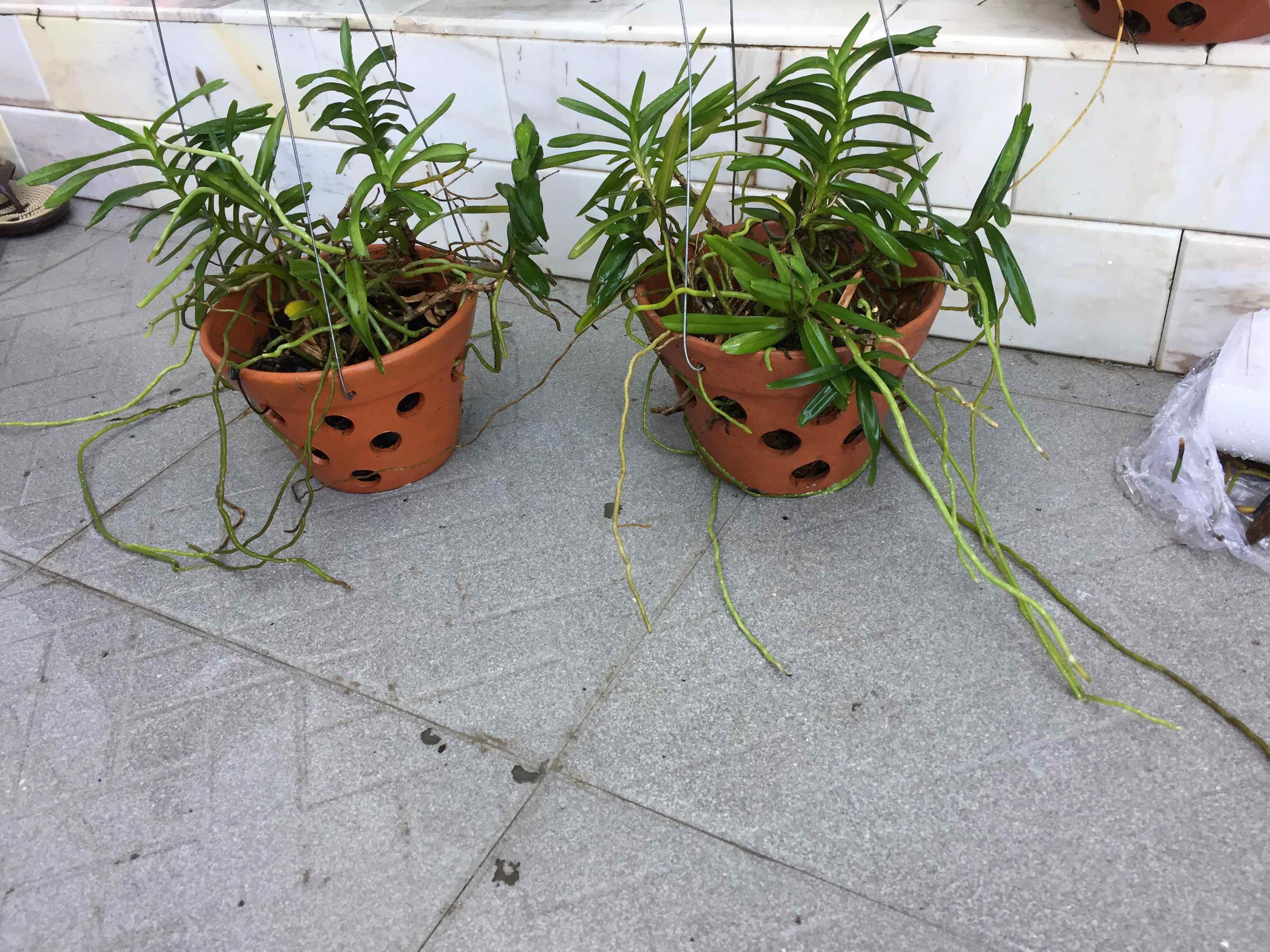 2 giò Cù Lao Minh rừng Ninh Thuận