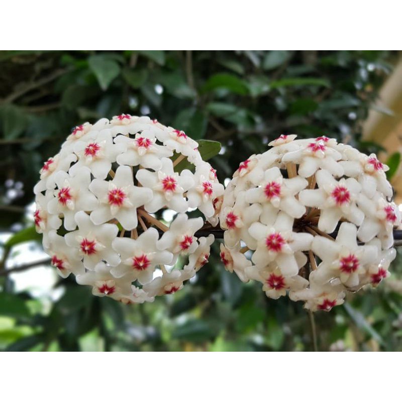 cây giống lan cẩm cù