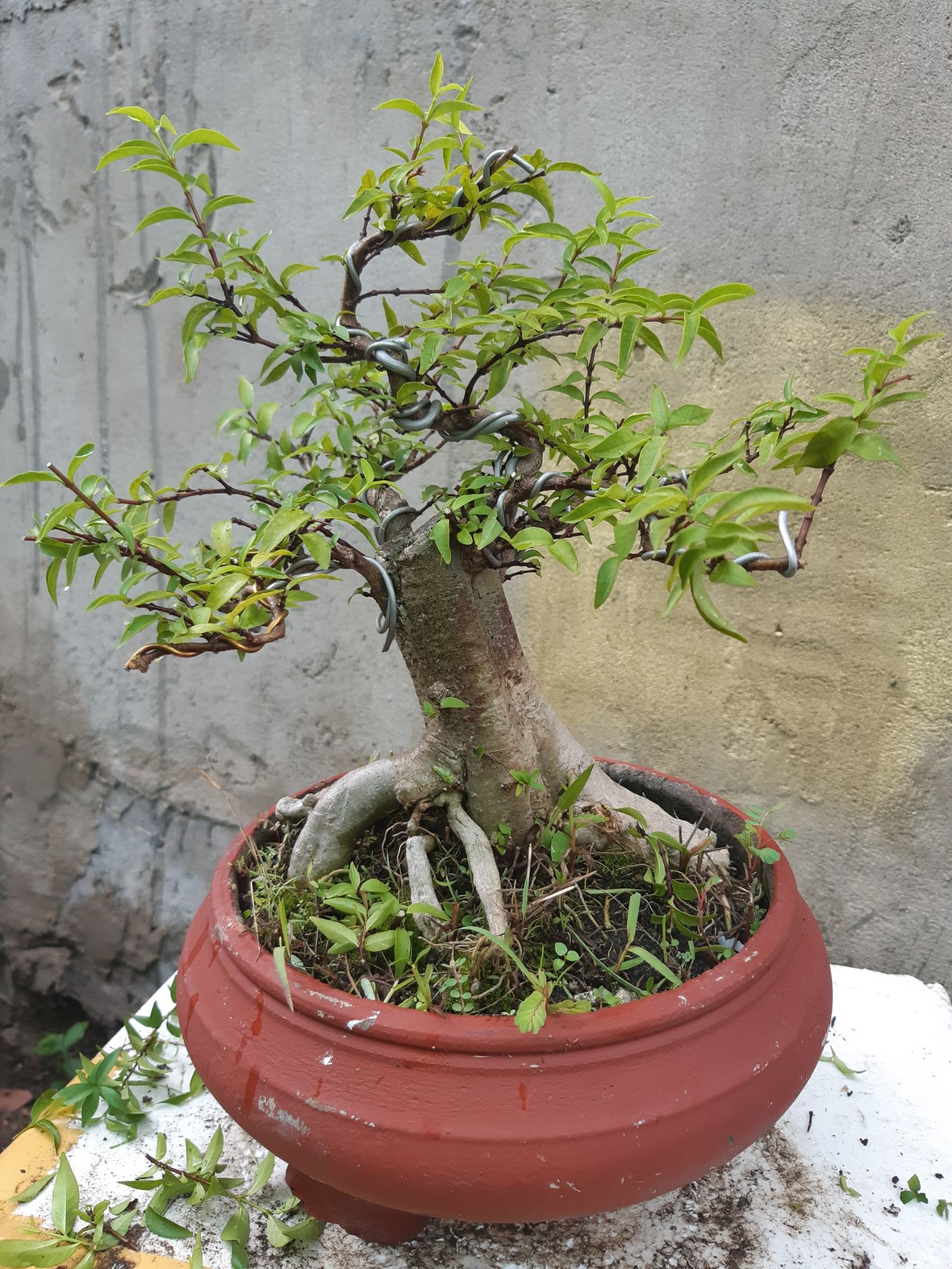mai chiếu thủy bonsai trung