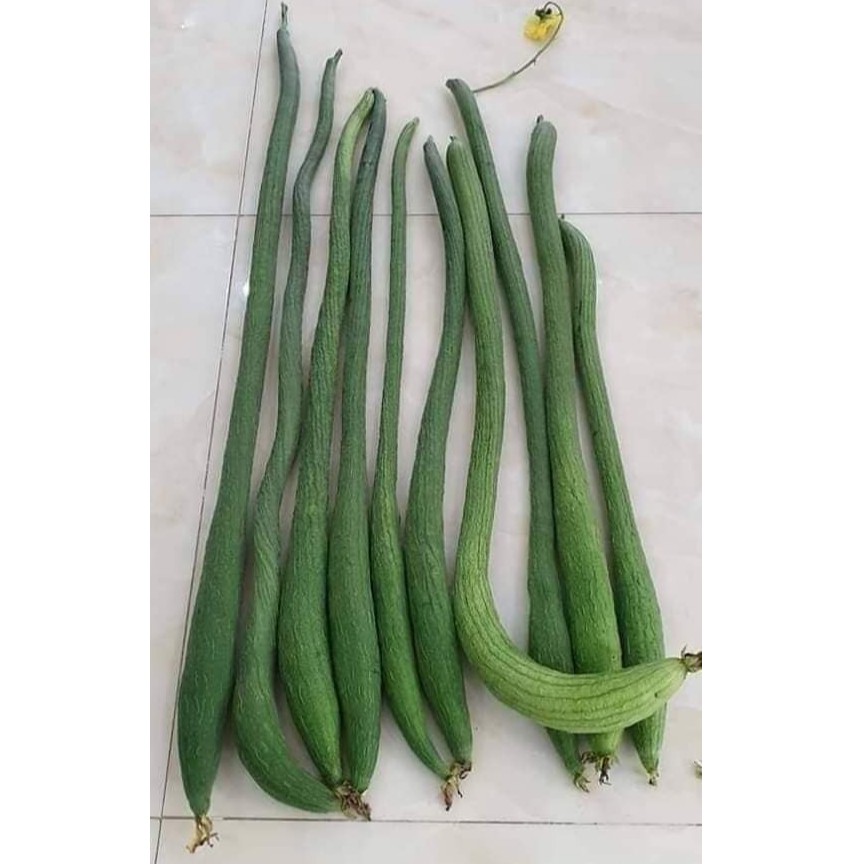 Hạt Giống Mướp Siêu Dài Thái Lan