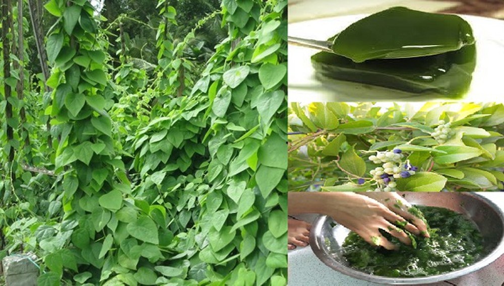 Hạt giống lá sương sâm lông 30 hạt (lá làm thạch mát)