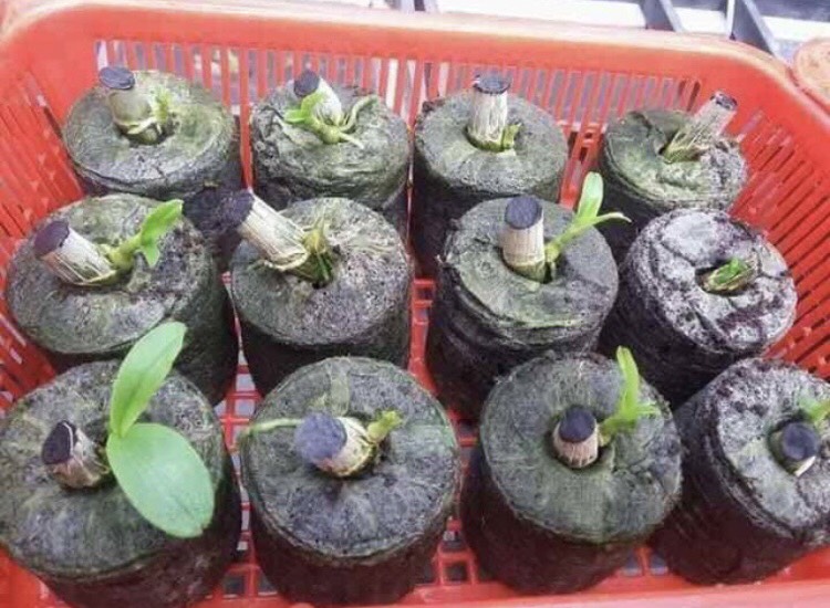 20 Viên Nén Xơ Dừa, Viên Nén Ươm cây, trồng rau thủy canh, chiết cành
