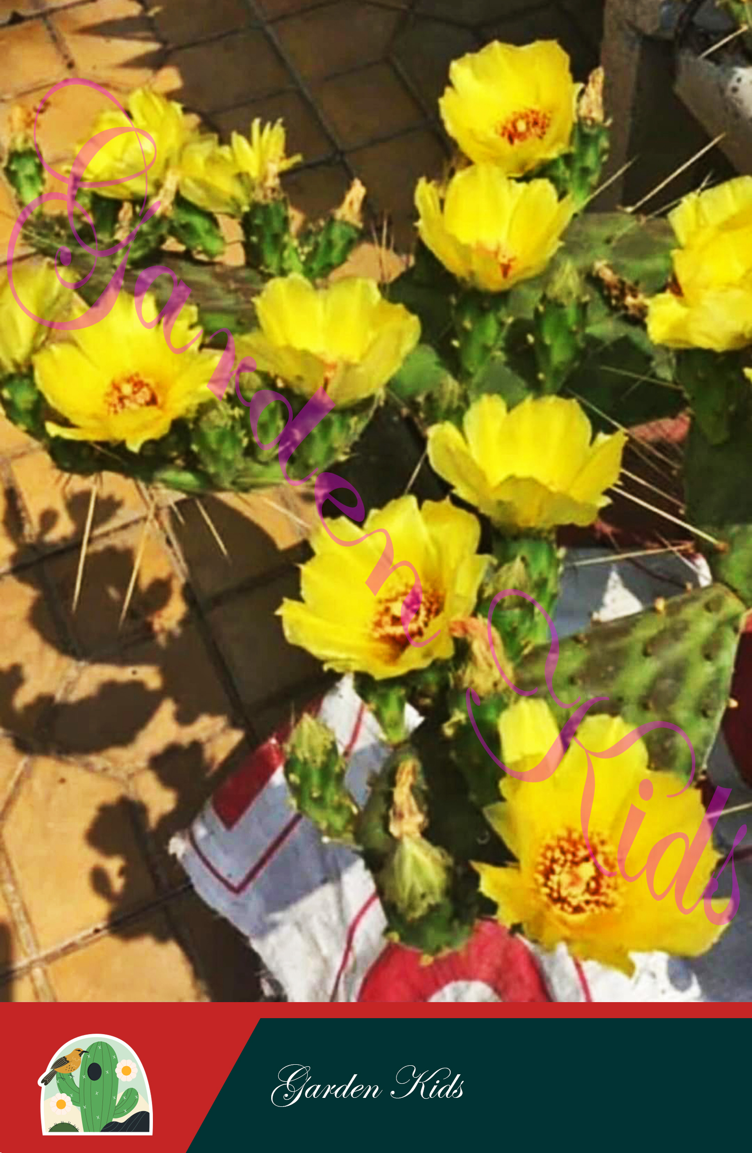 Xương rồng tai thỏ (Opuntia Decumbens)
