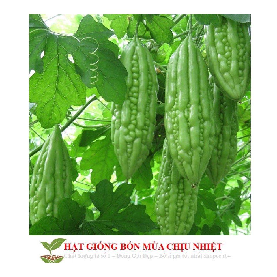 MJ34C Hạt Giông Mướp Đắng 5 Hạt