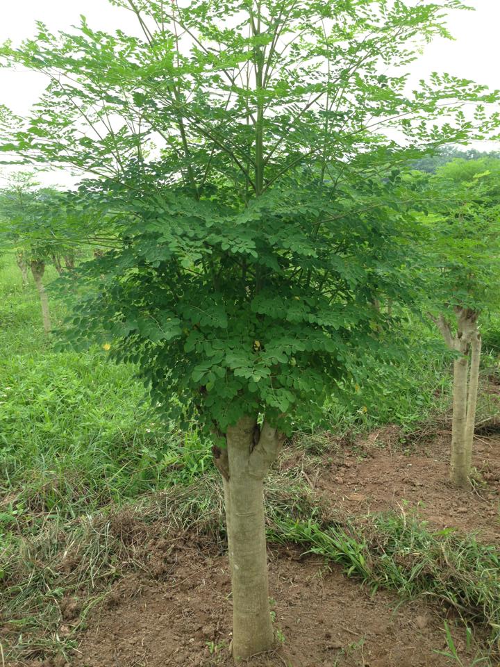 CÂY GIỐNG CÂY RAU CHÙM NGÂY VUA CỦA CÁC LOÀI RAU, SIÊU KINH TẾ- CAM KÊT GIỐNG CHUẨN F1