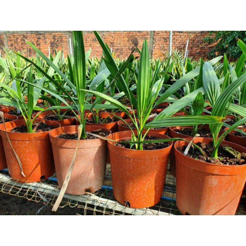 Cây chà là giống 3 tháng tuổi
