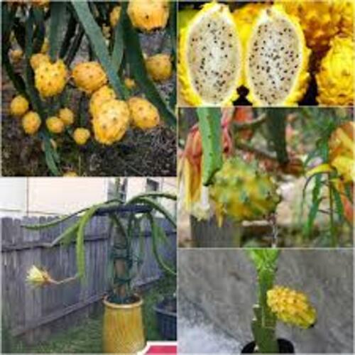 Cây giống Thanh long vỏ vàng ruột trắng Ecuador