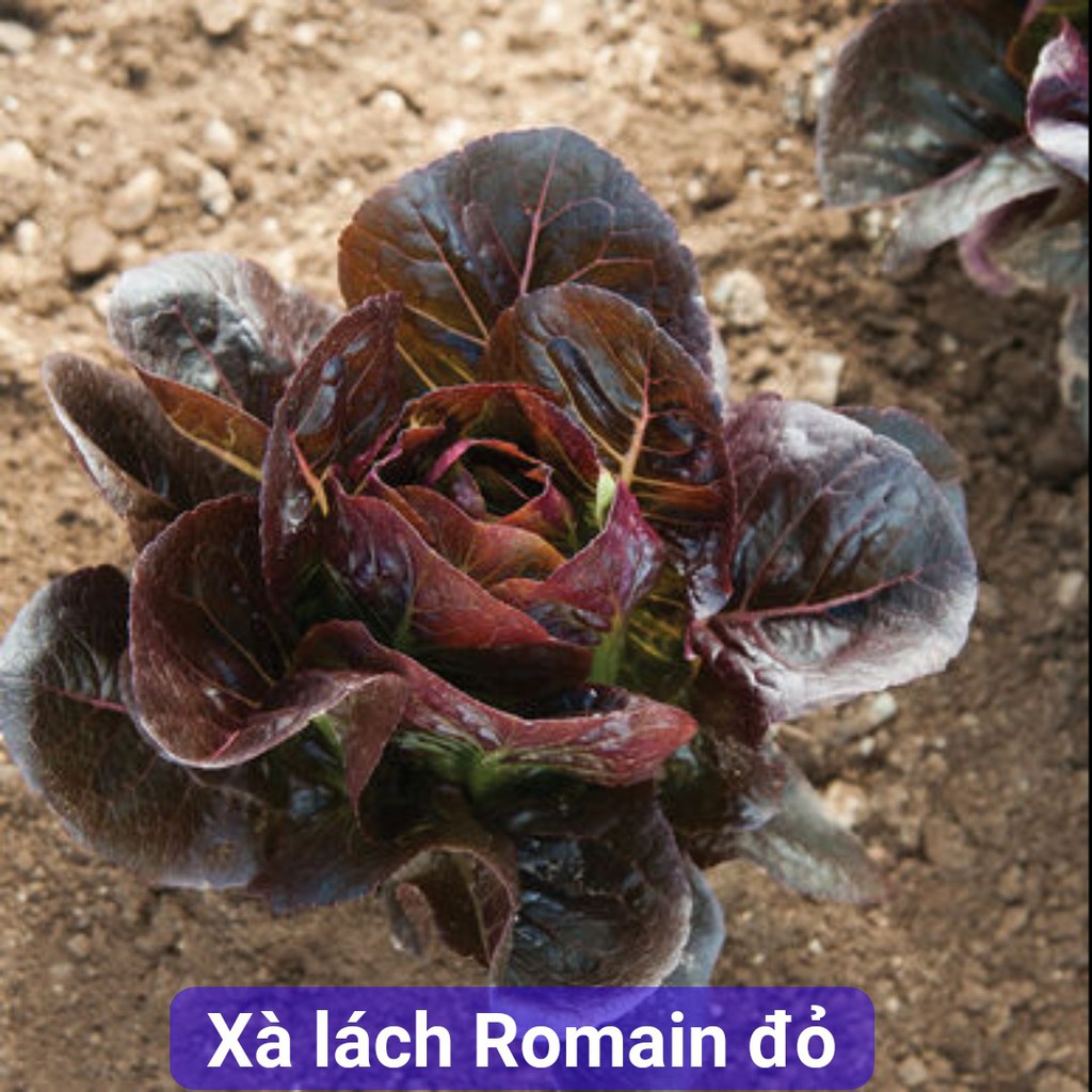 Hạt giống xà lách romaine đỏ - gói 0,2gr ( 140 hạt)