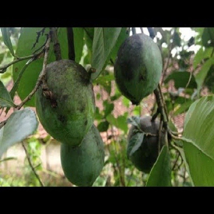 Cây dọc rừng giống khỏe đẹp (Mới)