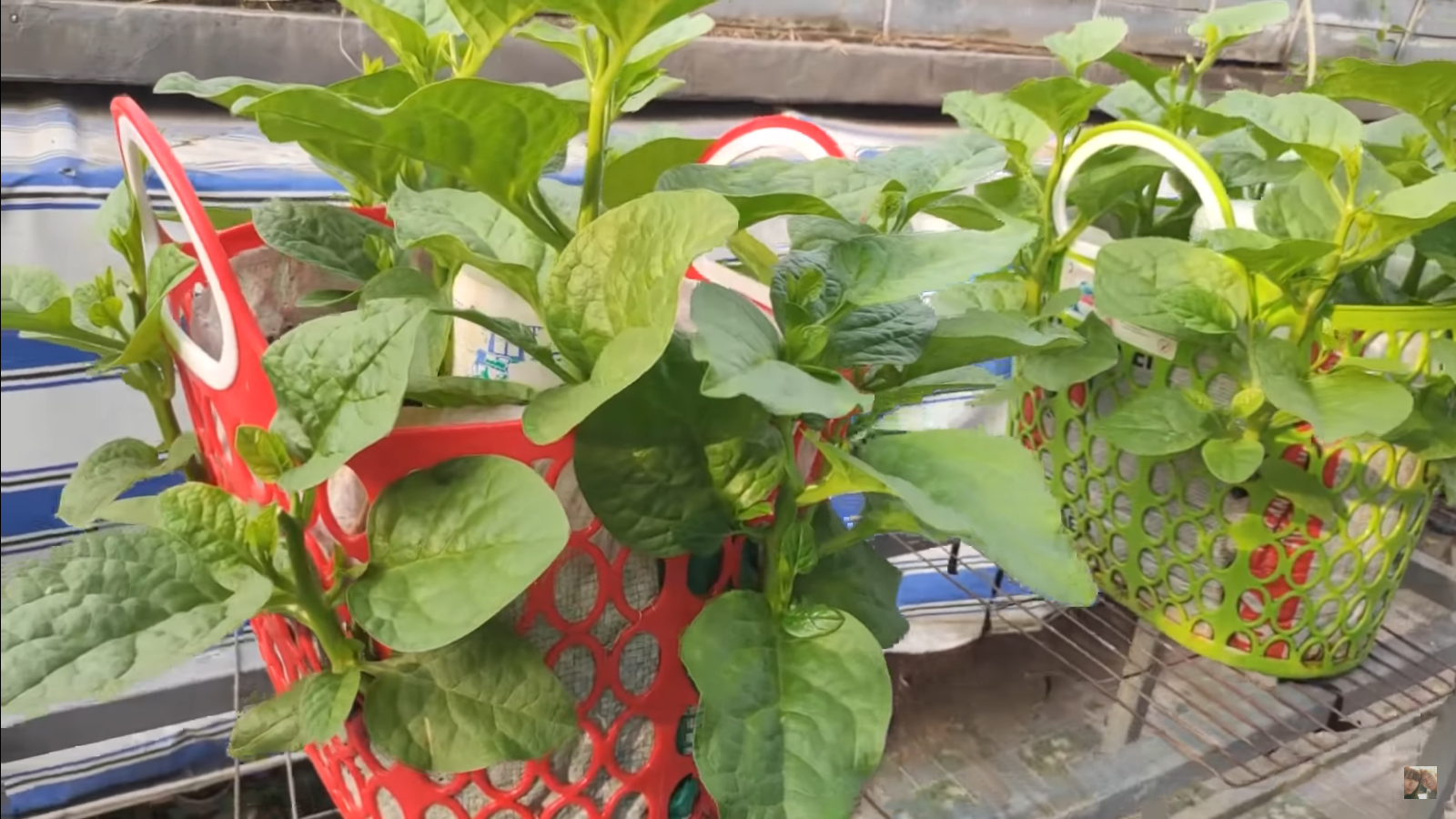 [HCM] Mồng tơi cao sản Phú Nông 20g