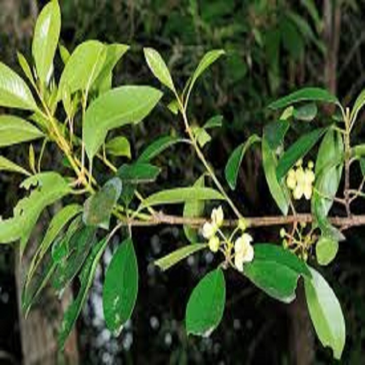 cây dọc để nấu canh chua cực thơm,cực ngon,mát
