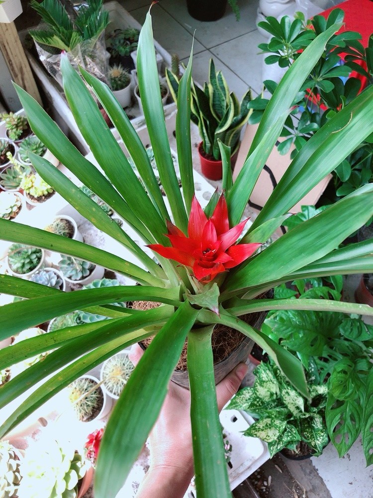 Cây Phong Lộc Hoa