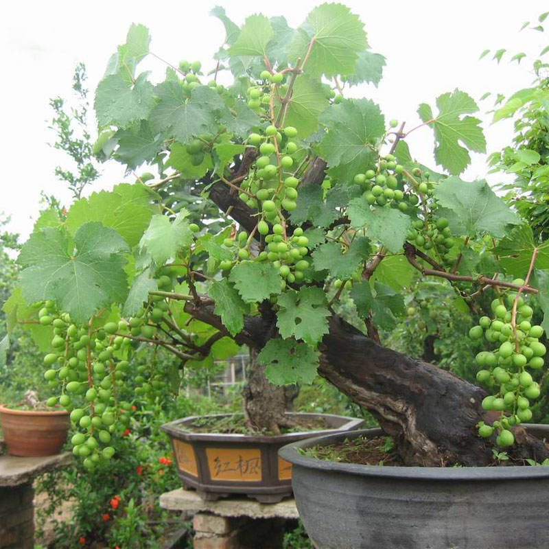HẠT GIỐNG NHO PHÁP LÙN