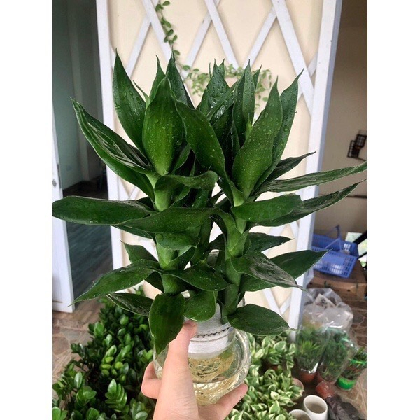 Phát Lộc Nước ( Chậu 3 Cây)