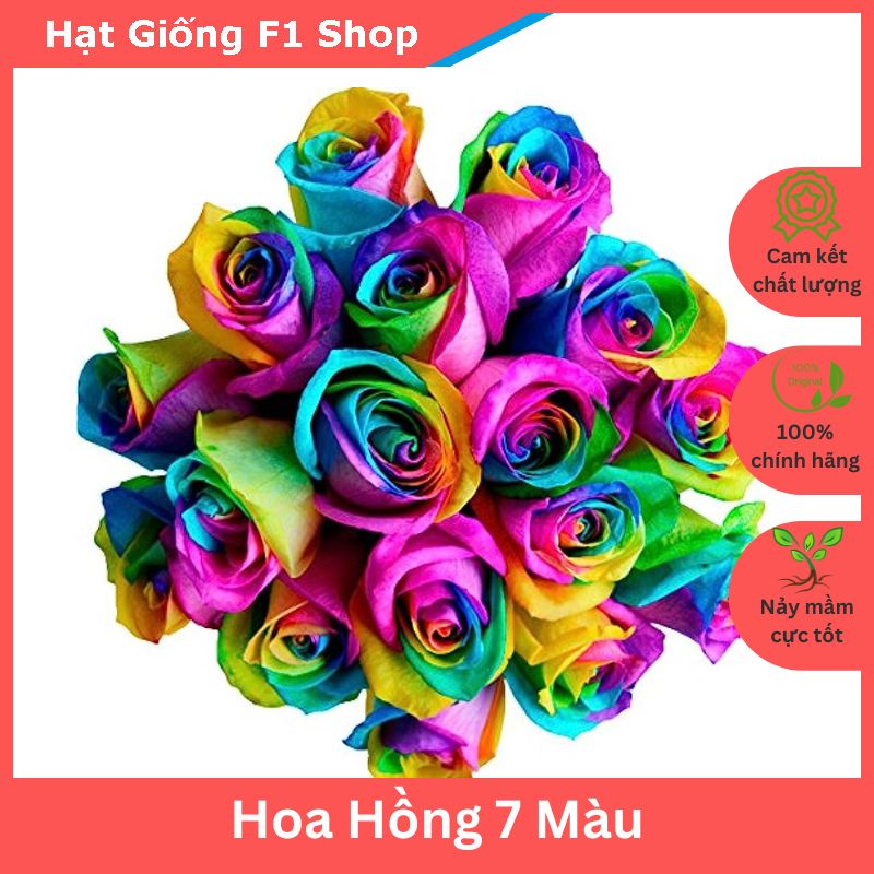Hạt Giống Hoa Hồng 7 Màu (20H) (223.F1)