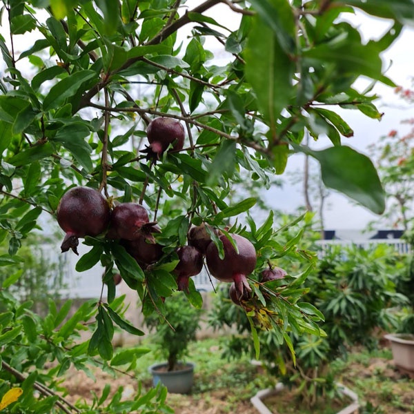 Cây Lựu Đen giống