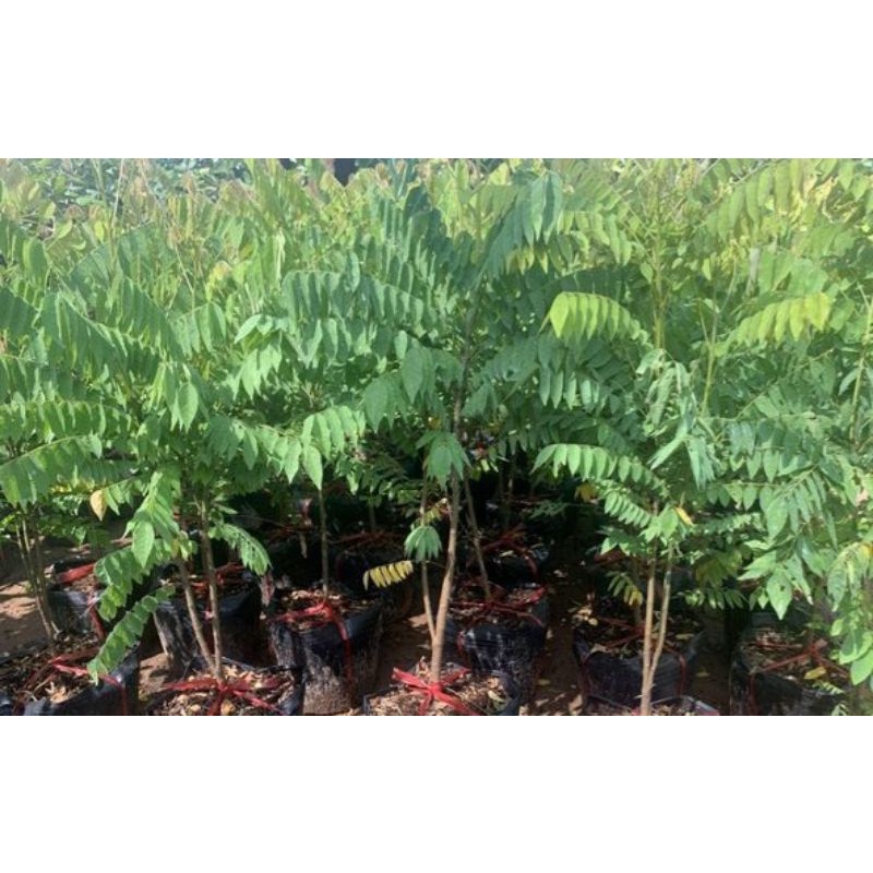 cây khế tàu cao 80-100cm.
