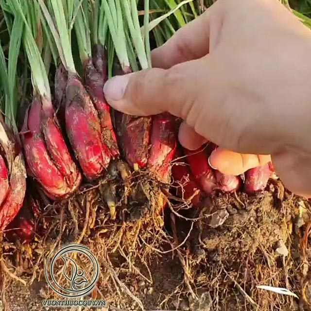 Sỉ- Sâm Đại Hành Củ 0355276899