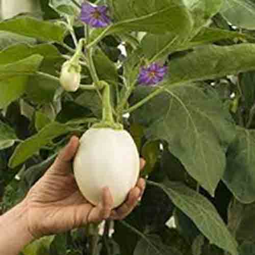 Hạt giống Cà pháo trứng (Cà trứng ngỗng) - Gói 40 hạt